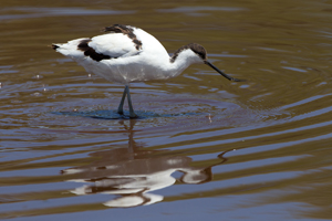 avocet